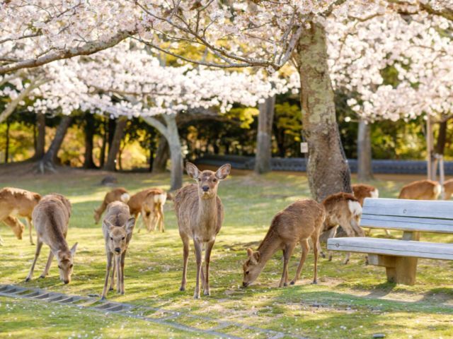 OSA1-12411 Galerie 3