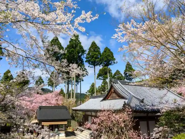 Galeria OSA1-T-12428 2