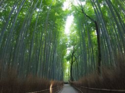 OSA1-T-12428 paisagens 2