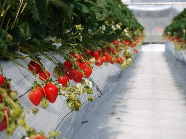 FUK1-12543 ギャラリー 2