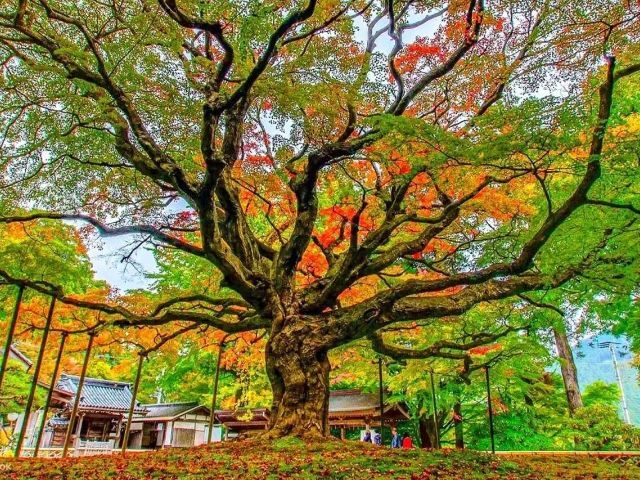 FUK1-12544 ギャラリー 3